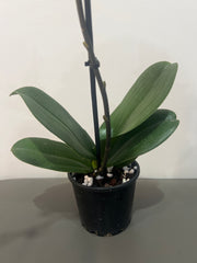 Phalaenopsis Zahara (In Flower)