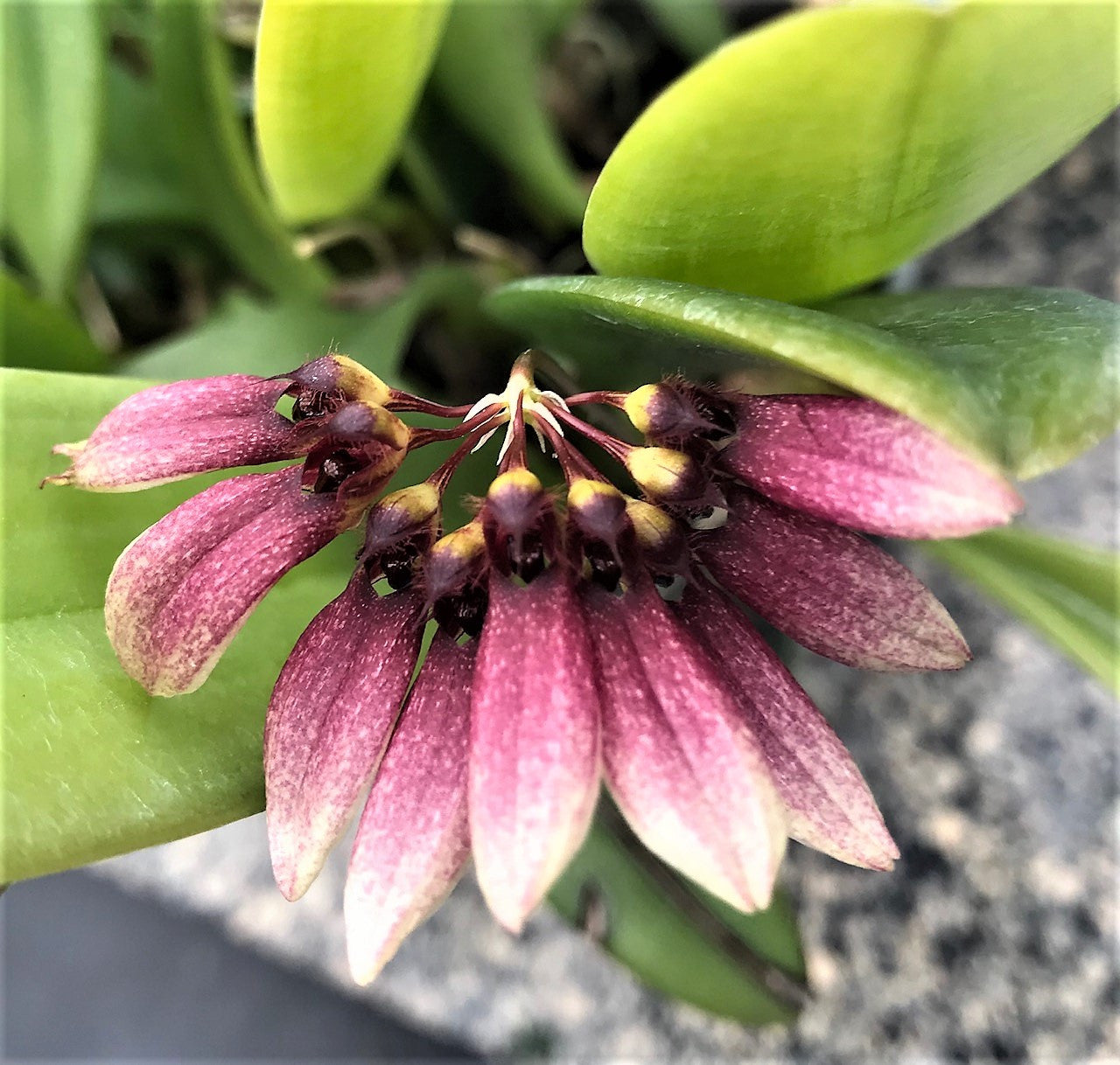 Bulbophyllum lepidum (FKA Bulbophyllum flabellovernis) Main image