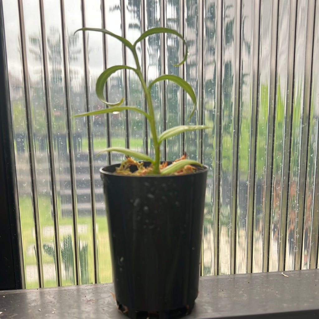 Dendrobium insigne