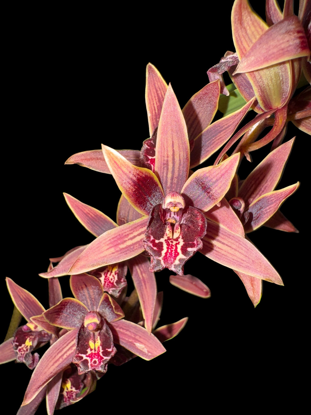 Cymbidium Joseph Schmidt (Canal Parish × sinense)