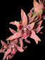 Cymbidium Joseph Schmidt (Canal Parish × sinense)