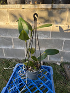 Cattleya Jungle Queen (fragrant)