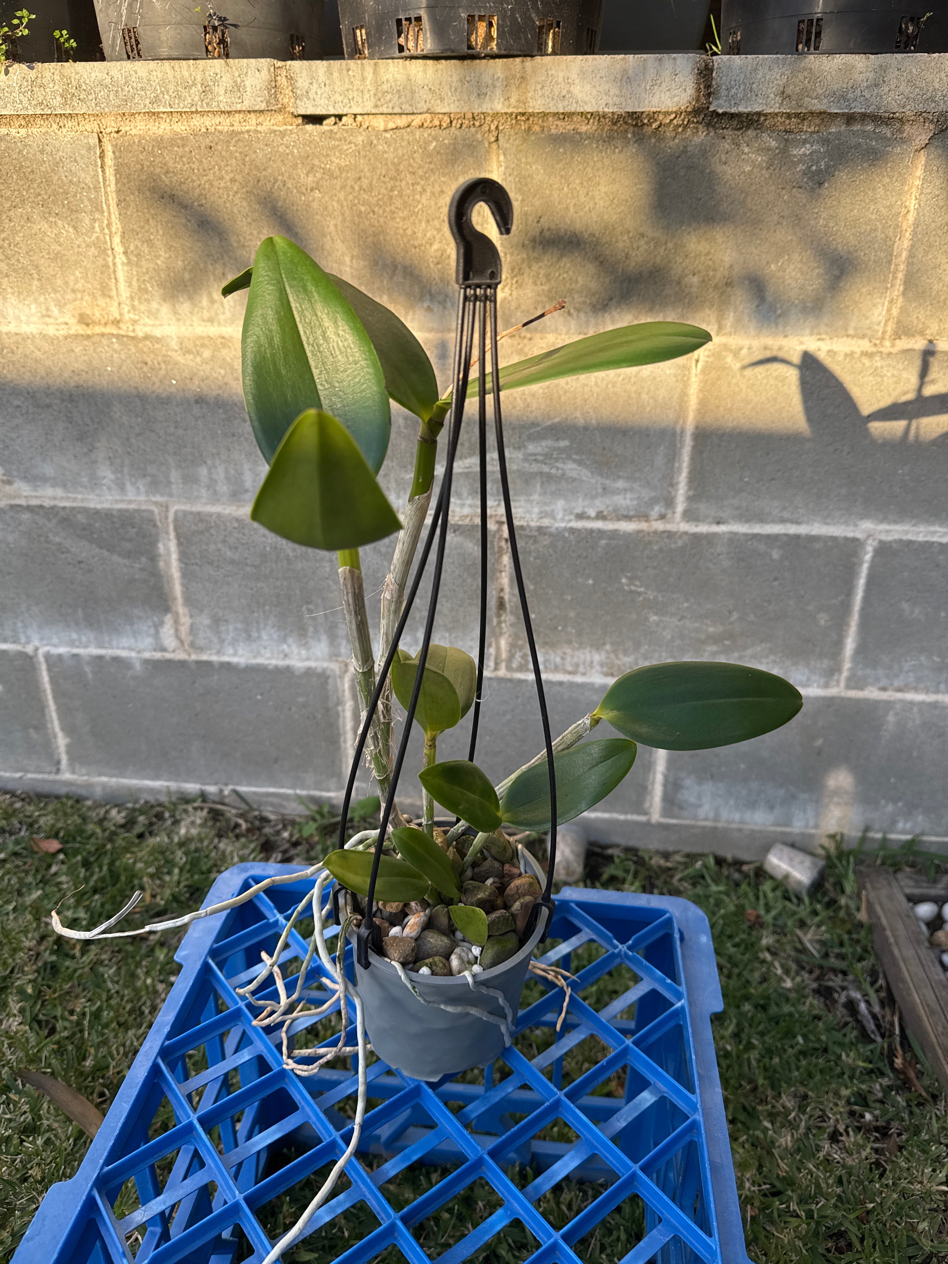 Cattleya Jungle Queen (fragrant)