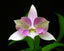 Caulocattleya Chantilly Lace 'Twinkle'