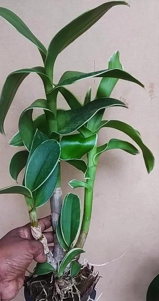 Dendrobium Burana Jade (Variegated) Main image