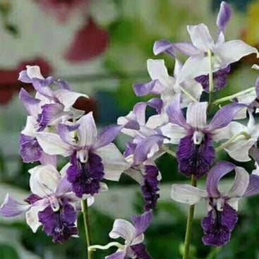 Dendrobium Indonesia Raya Blue Main image