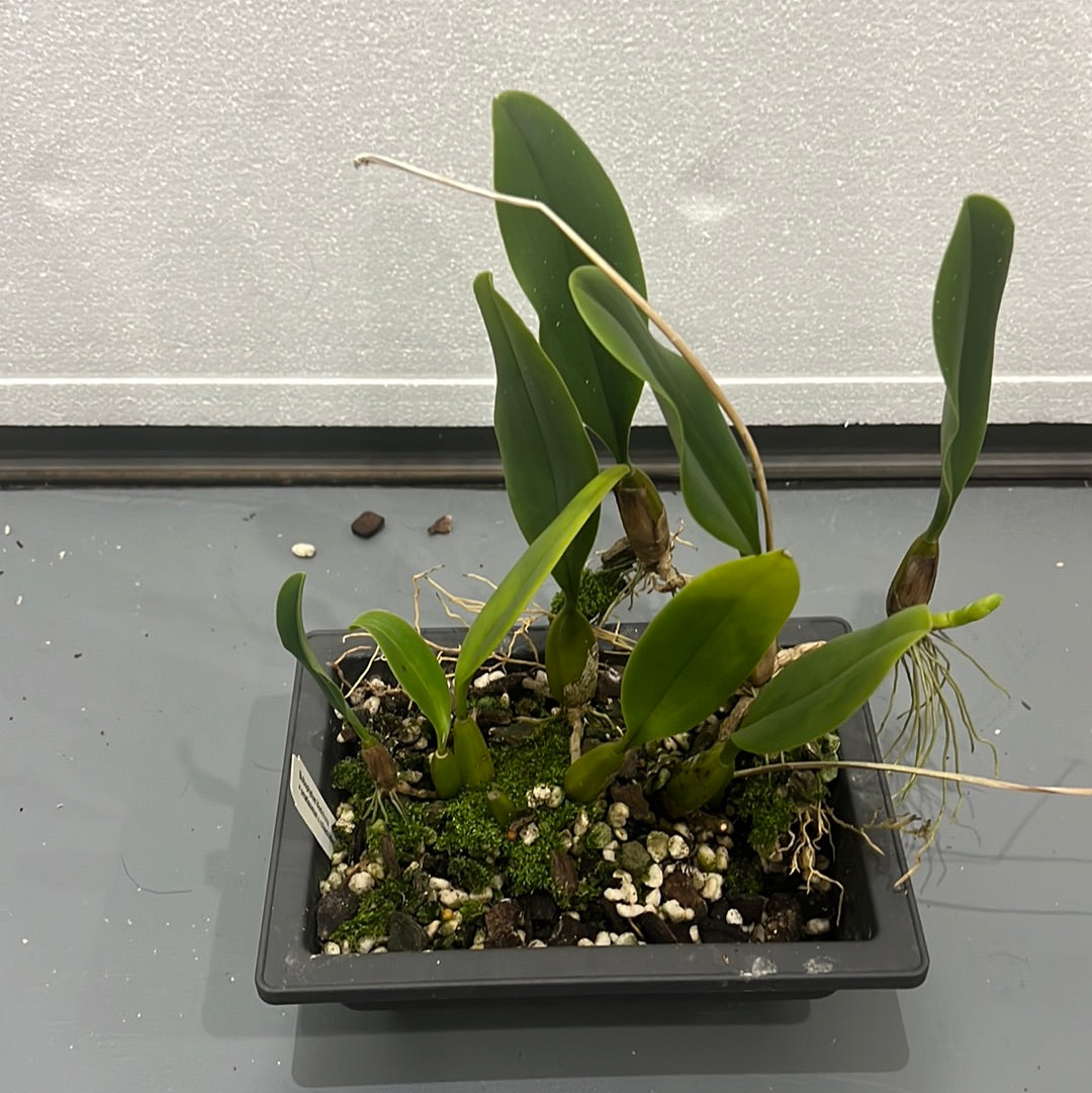 Bulbophyllum Vindobona (FLOWERING SIZE IN BONSAI POTS)