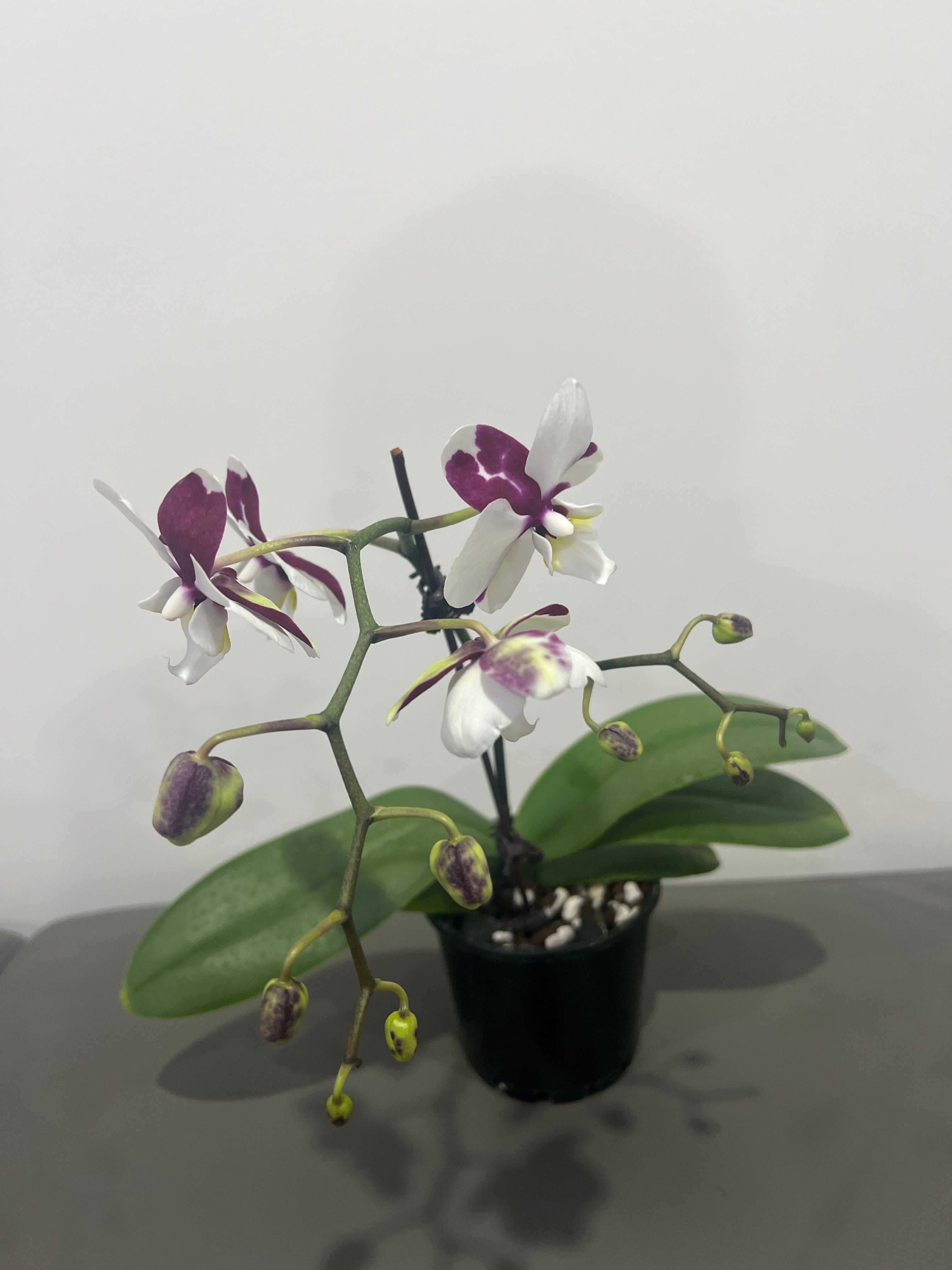 Phalaenopsis Ghost Kiss (In Flower) Secondary image