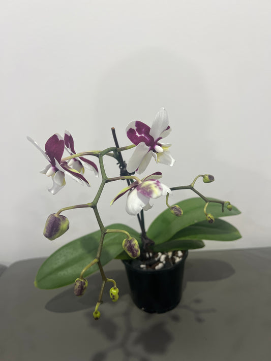 Phalaenopsis Ghost Kiss (In Flower)