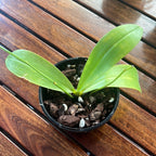 Phalaenopsis violacea x bellina