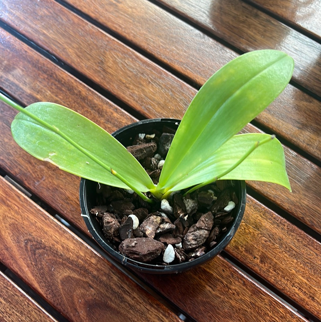 Phalaenopsis violacea x bellina