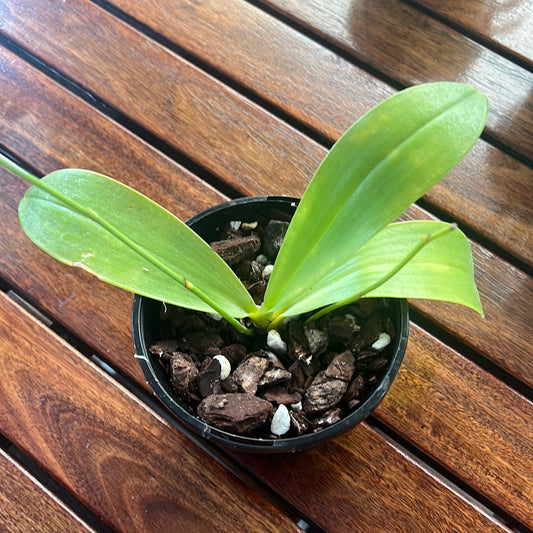 Phalaenopsis violacea x bellina