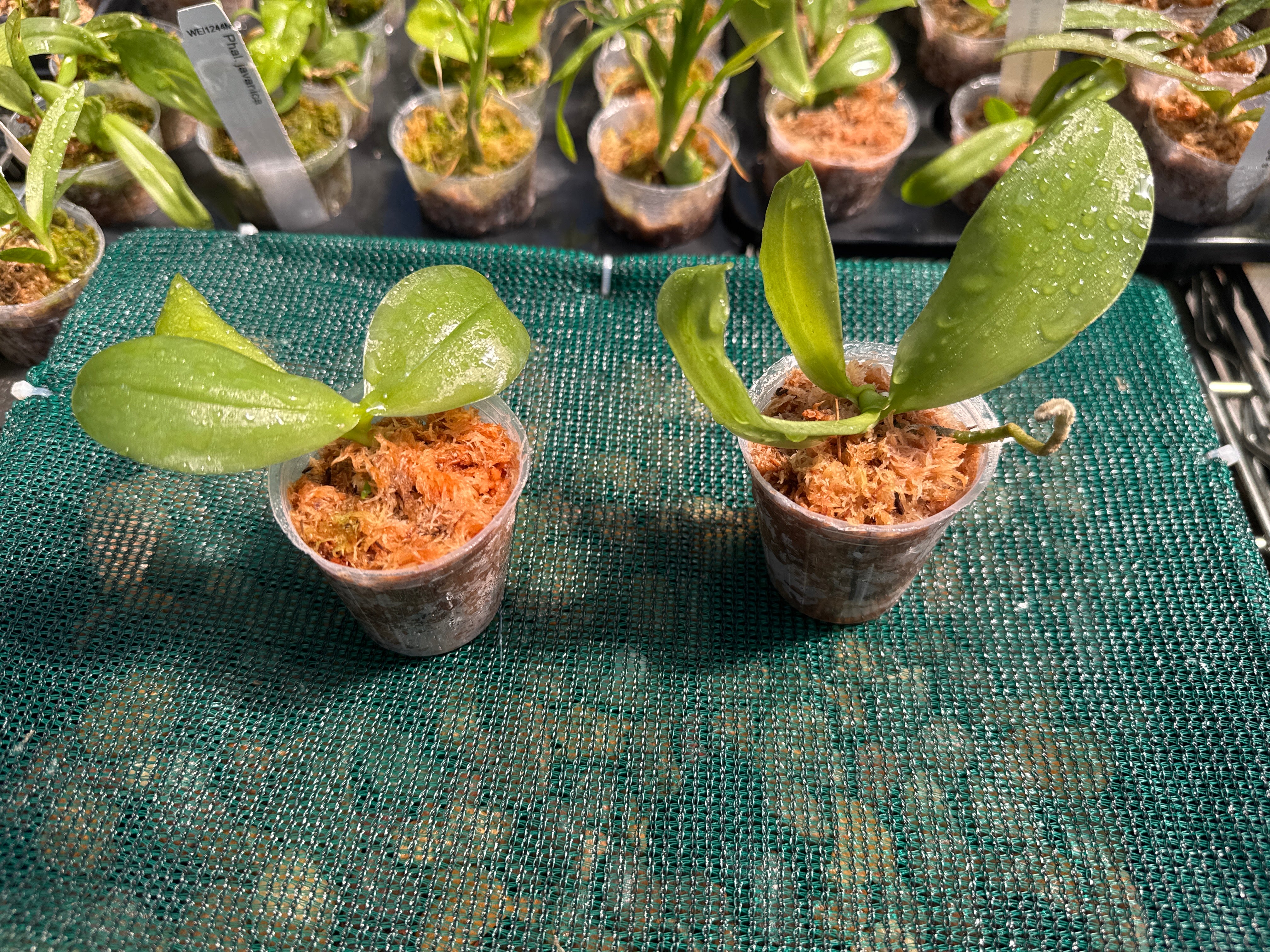 Phalaenopsis LD's Bear Queen ‘LW680’ (Mericlone) Secondary image