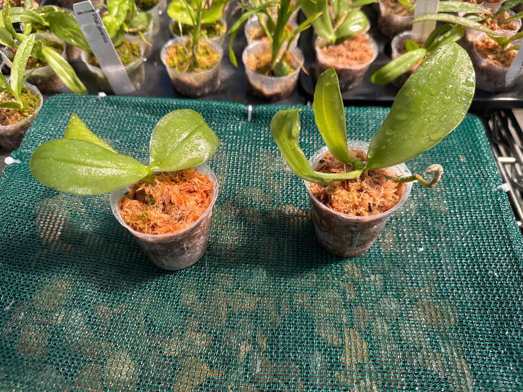 Phalaenopsis LD's Bear Queen ‘LW680’ (Mericlone)