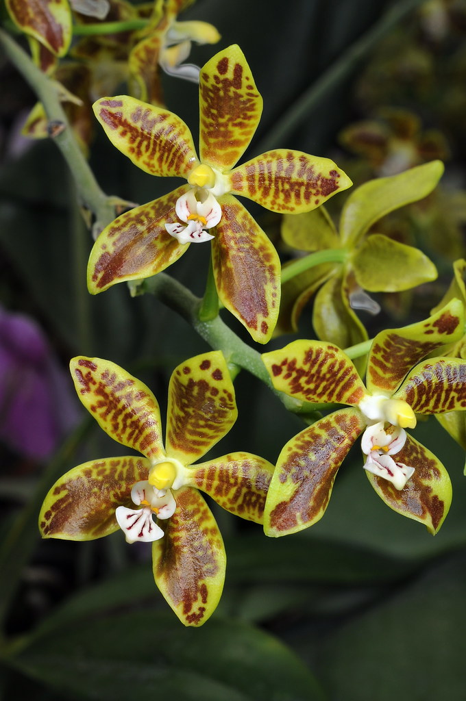 Phalaenopsis viridis (Rare Species from Sumatra) Main image