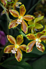 Phalaenopsis viridis (Rare Species from Sumatra)