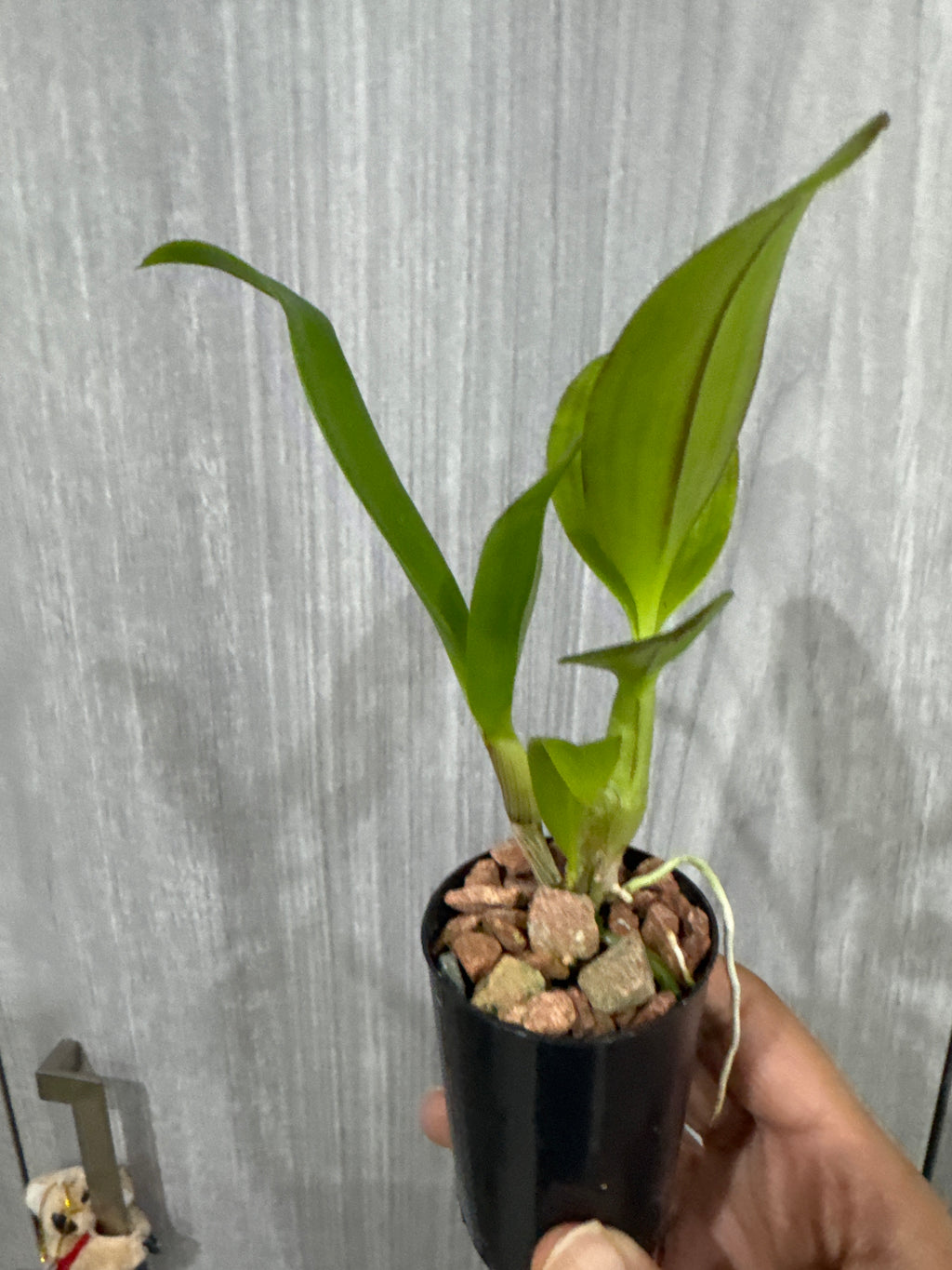 Dendrobium Lipstick x Samparan Brown