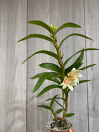 Dendrobium  Dawn Maree