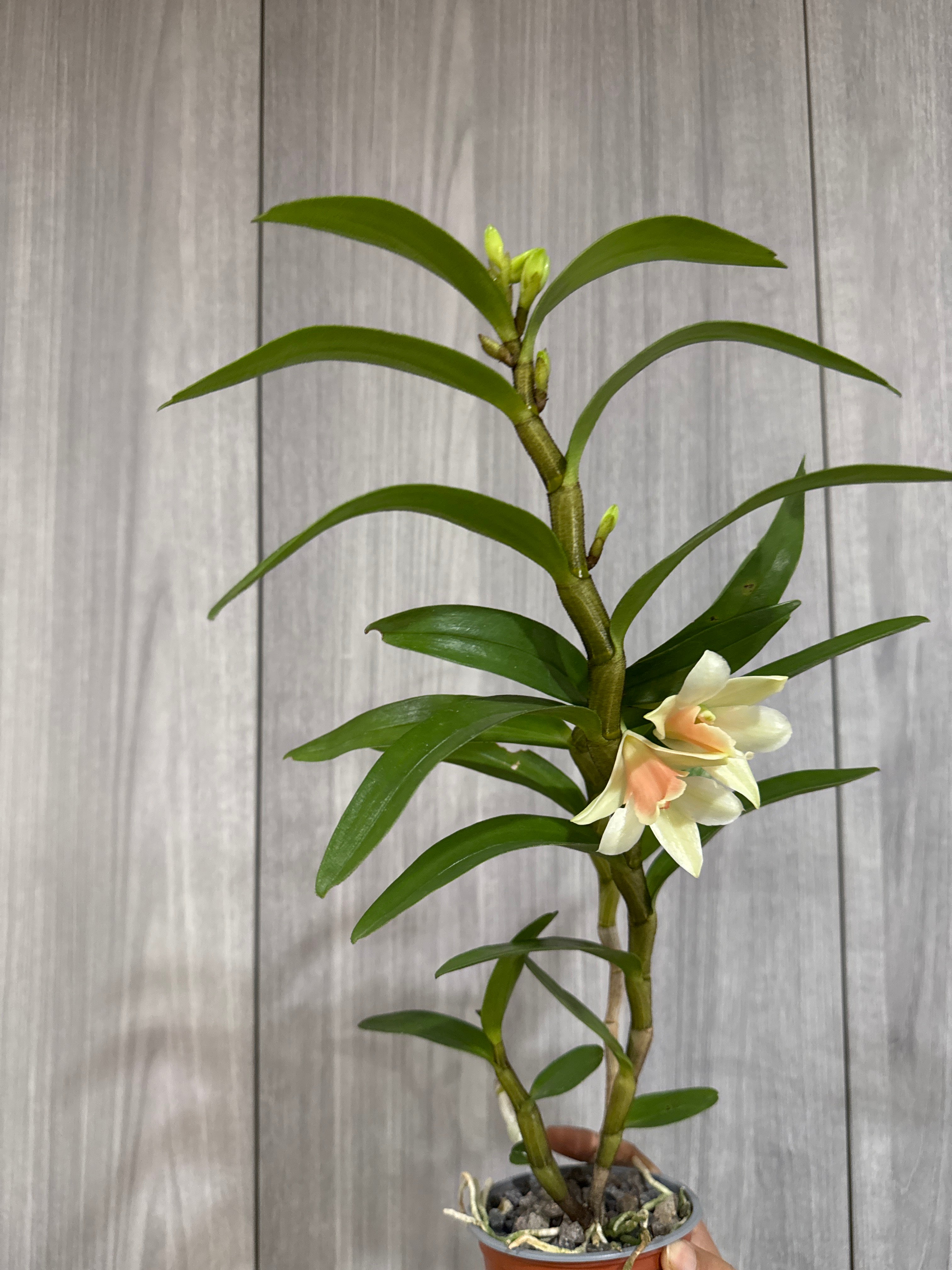 Dendrobium  Dawn Maree