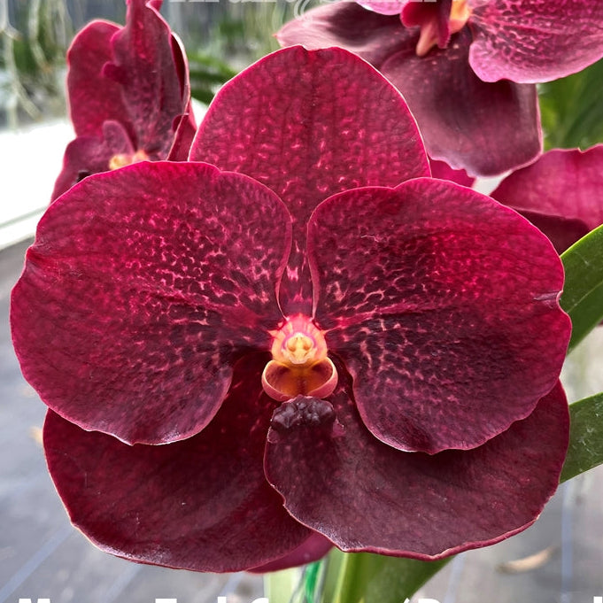 Vanda Mem. Ted Carter 'Ng Si Pad' (MC) Main image