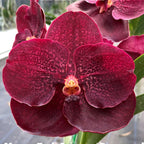 Vanda Mem. Ted Carter 'Ng Si Pad' (MC)