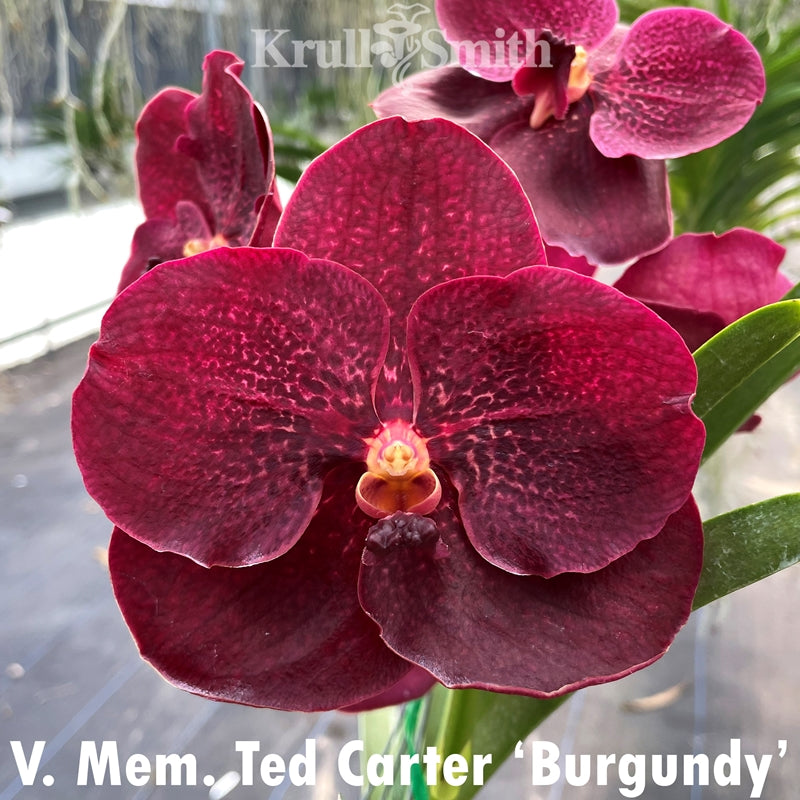Vanda Mem. Ted Carter 'Ng Si Pad' (MC)