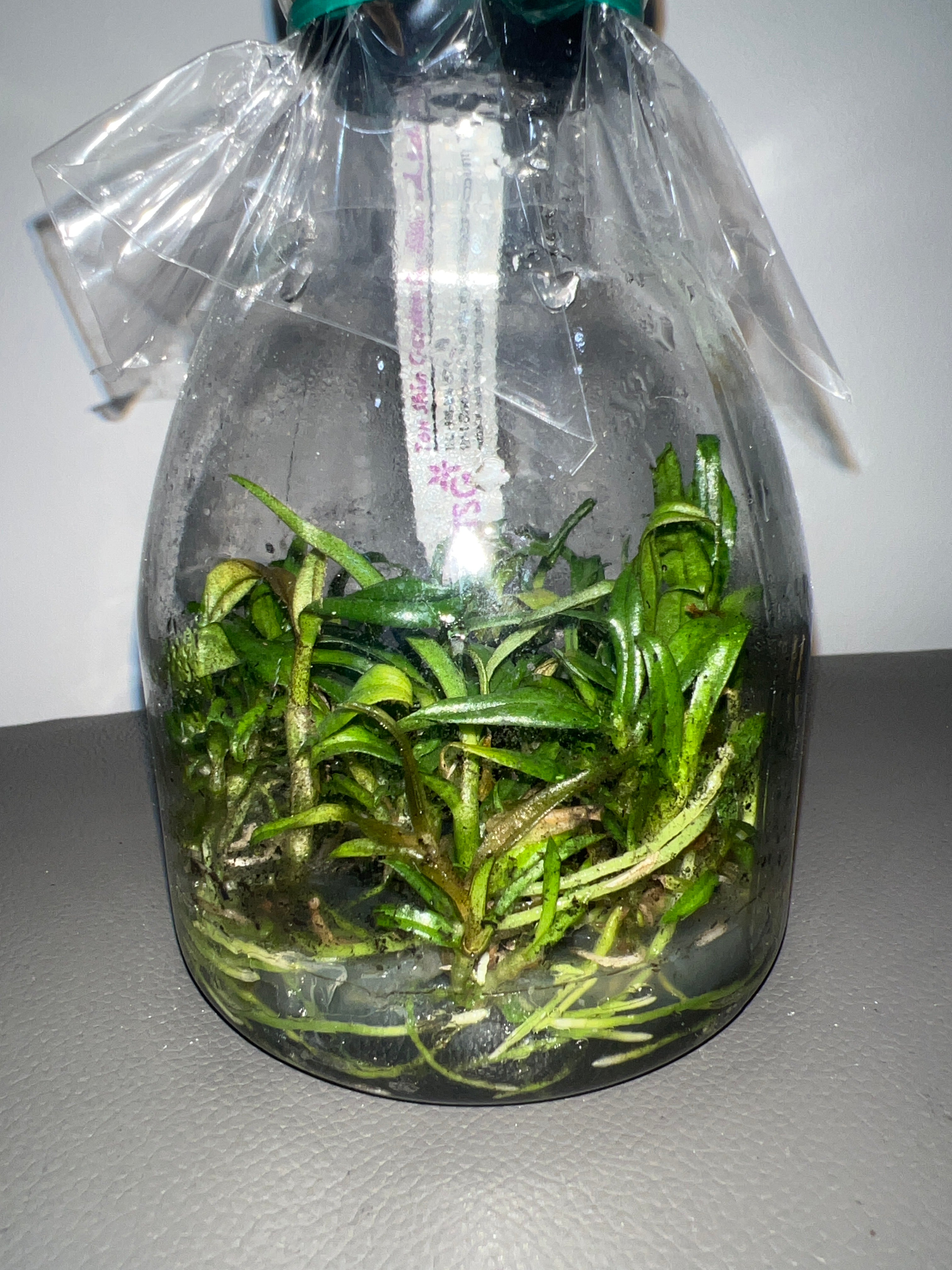 Dendrobium lowii (Species Flask - Conical) ex Taiwan