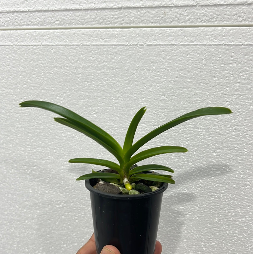 Vanda Brighton's Gold