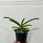 Vanda Brighton's Gold