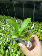 Phalaenopsis Yaphon Star Diamond '6602'