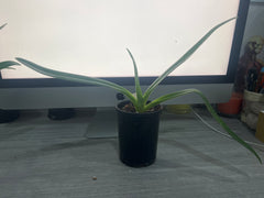 Paph. Michael Koopowitz (HARD TO FIND MULTIFLORAL)