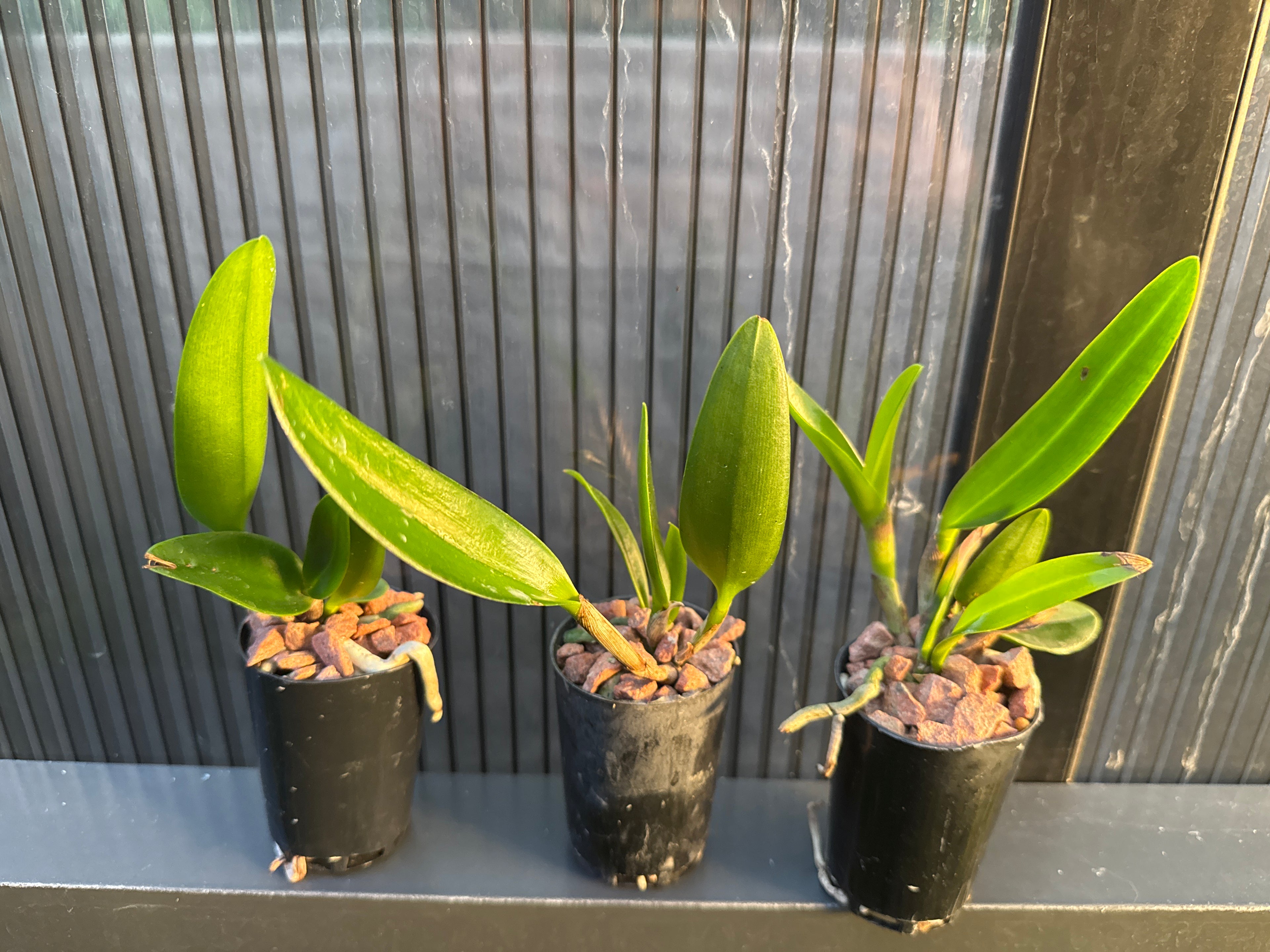Cattleya Waianae Leopard (Spotted Cattleya)