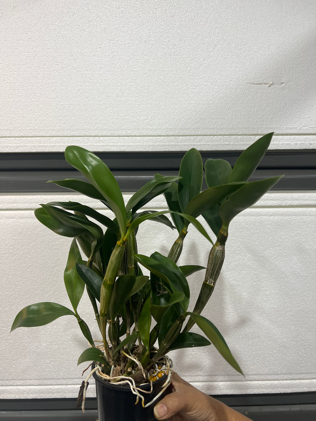 Dendrobium Guibertii