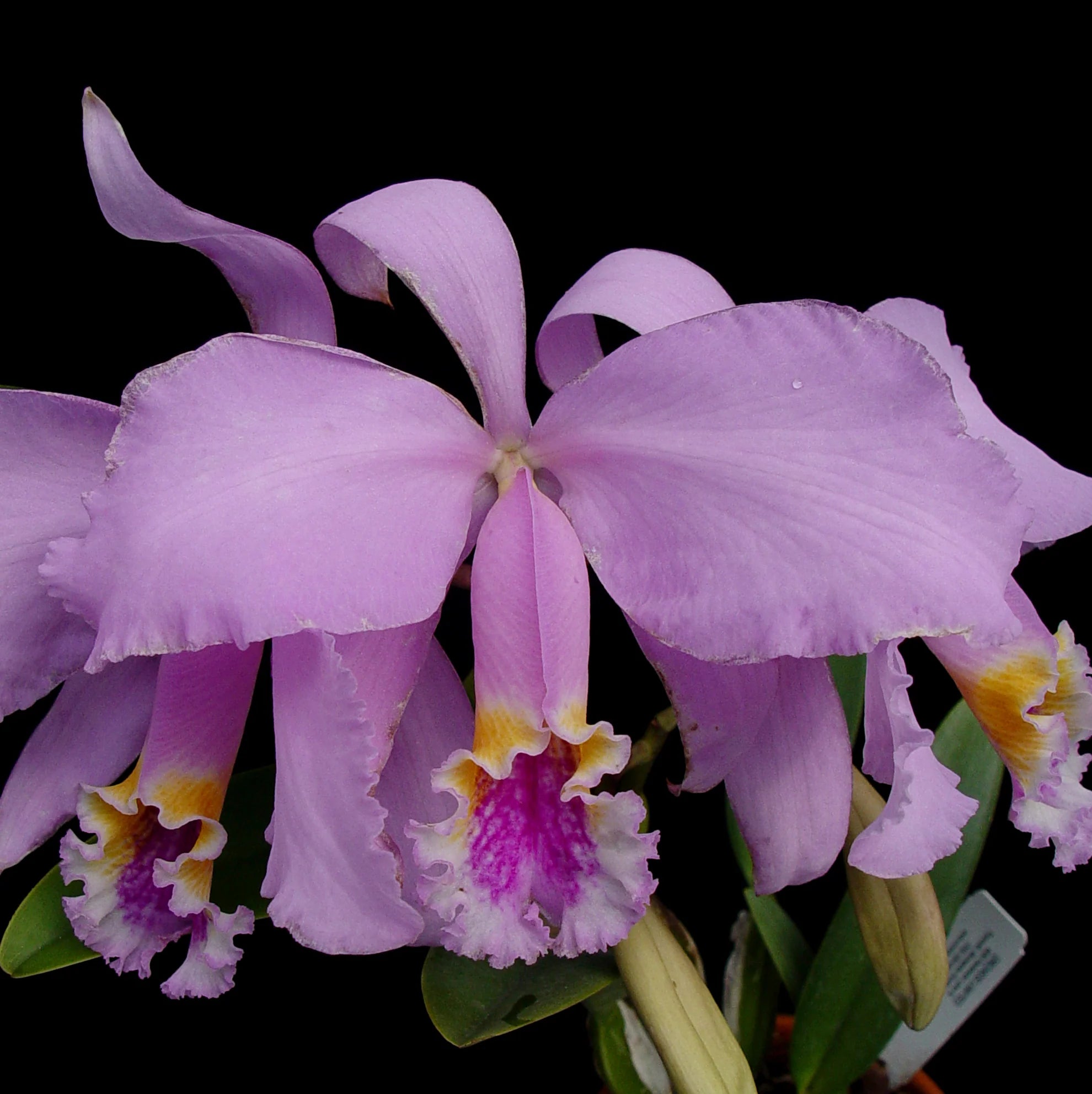 Cattleya mossiae 'Tipo' x sib 'CH #3 x 'Pink Square