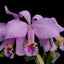 Cattleya mossiae 'Tipo' x sib 'CH #3 x 'Pink Square