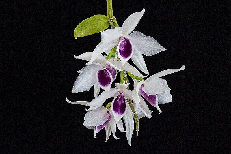 Dendrobium Anosmum Alba x Var. Semi Alba (Fragrant)