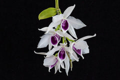 Dendrobium Anosmum Alba x Var. Semi Alba (Fragrant)