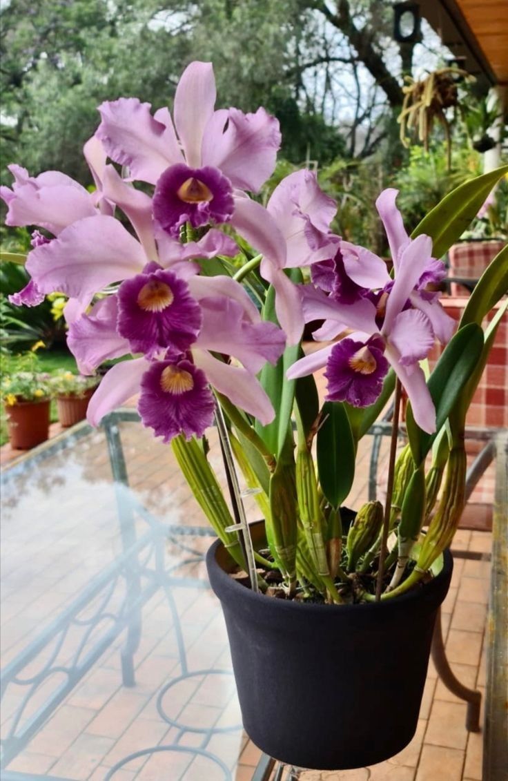 Cattleya Canhamiana MC Main image