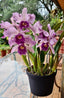 Cattleya Canhamiana MC