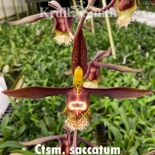 Catasetum saccatum Main image