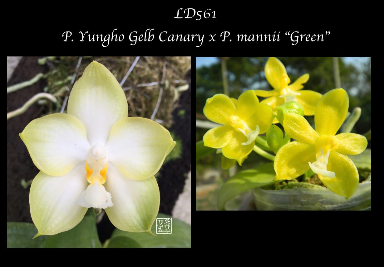 Phal. Joy Green Coral MC