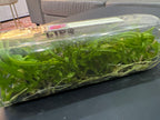 Dendrobium (Orawan Red x Thailand) (Hybrid Flask - Whiskey Bottle) ex Thailand