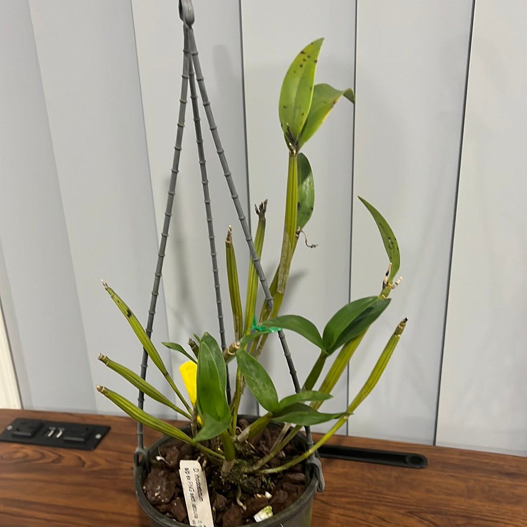 Dendrobium rhodostictum (RARE PNG SPECIES) Secondary image