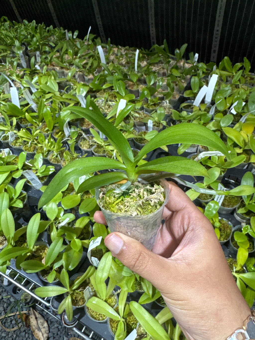 Phalaenopsis Anmio Yellow Bat'AN6601'