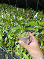 Phalaenopsis Anmio Yellow Bat'AN6601'