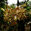 Dendrobium Robustum (Antelope)