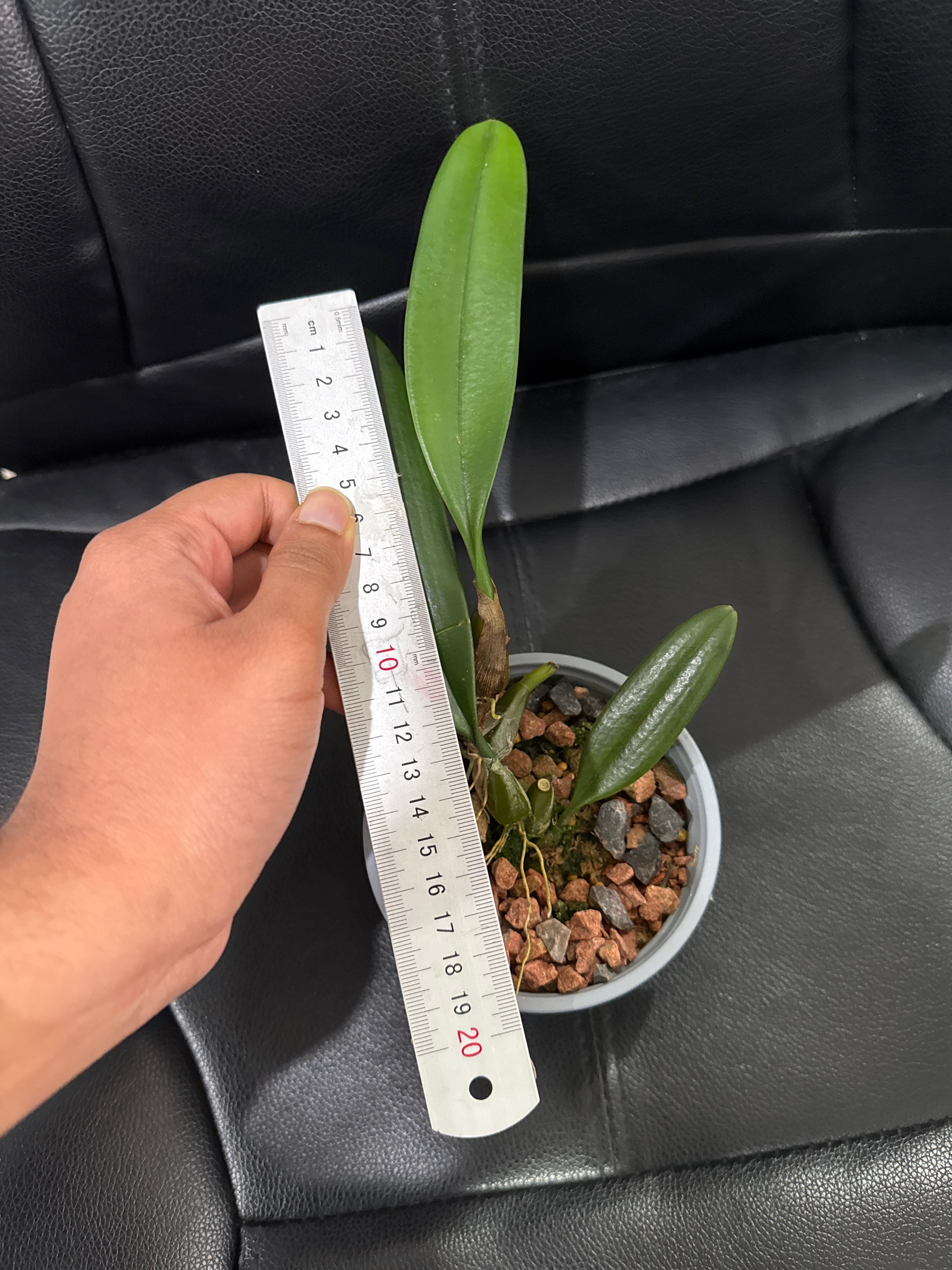 Bulbophyllum Medusae