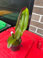 Rlc. Greenwich 'Elmhurst' (LIP FULL RED)