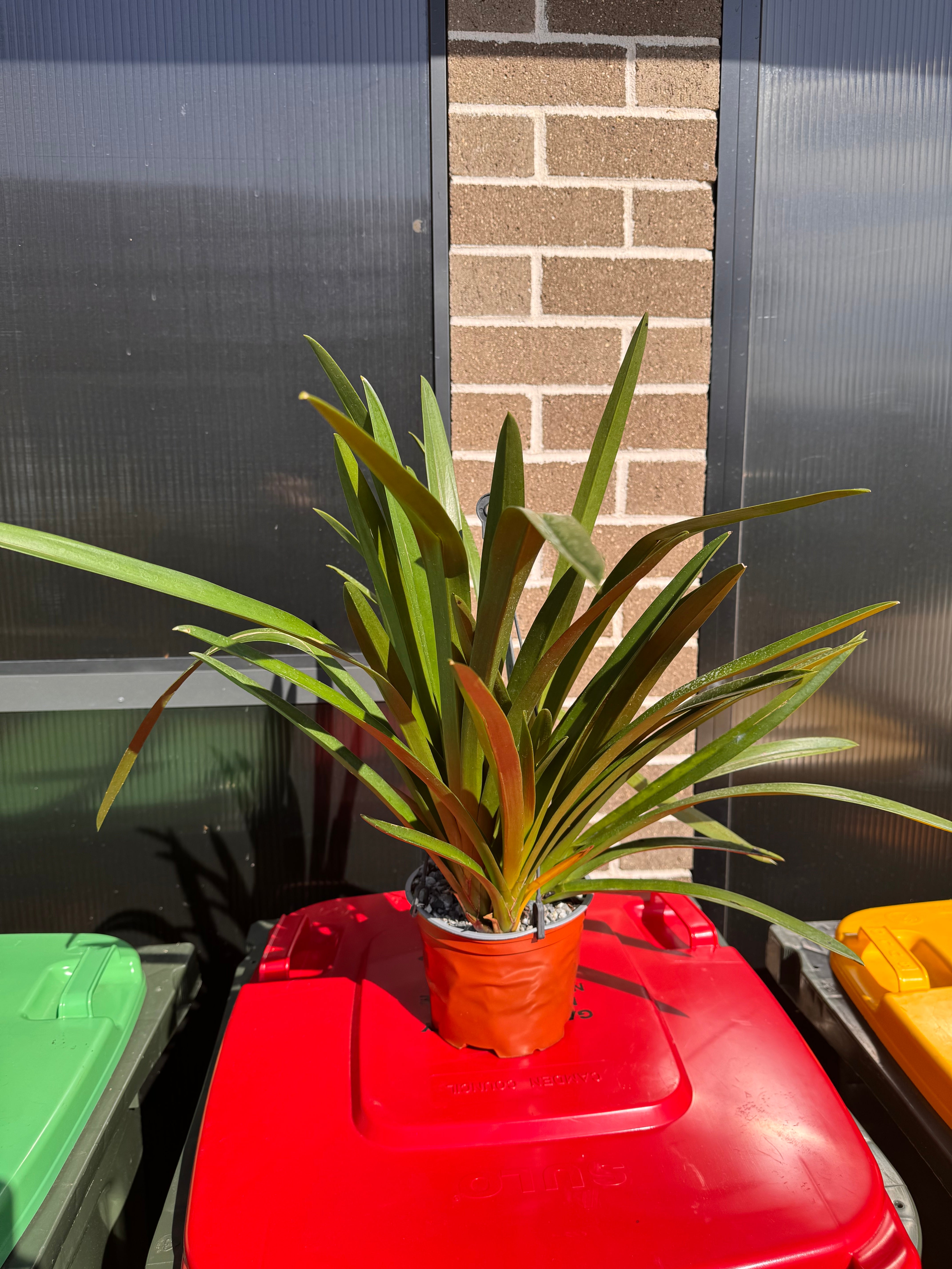 Cymbidium Australian Midnight x finlaysonianum (LARGE FLOWERING SIZE) Secondary image
