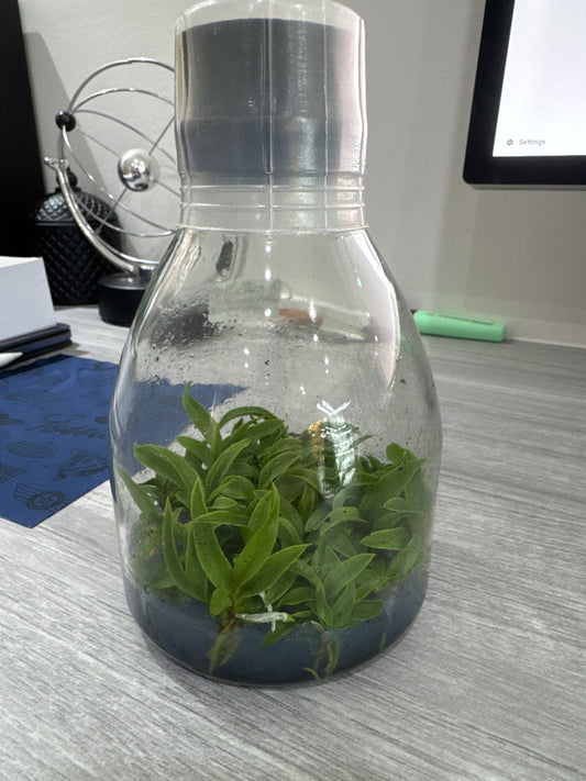 Cattleya amethystoglossa coerulea x sib (Flask - Conical, ex Taiwan)